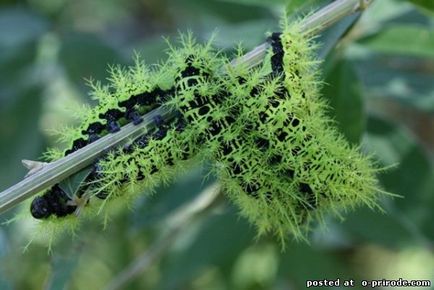 Cea mai periculoasa omida de pe planeta - lonomia obliqua - 17 fotografii - poze - fotografie lumea naturii