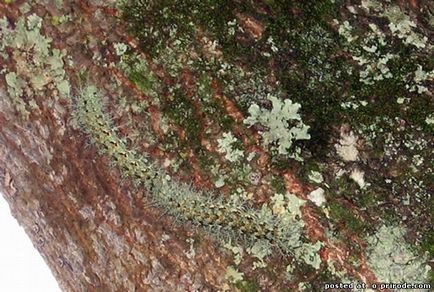 Cea mai periculoasa omida de pe planeta - lonomia obliqua - 17 fotografii - poze - fotografie lumea naturii