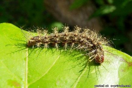 Cea mai periculoasa omida de pe planeta - lonomia obliqua - 17 fotografii - poze - fotografie lumea naturii