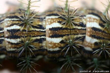 Cea mai periculoasa omida de pe planeta - lonomia obliqua - 17 fotografii - poze - fotografie lumea naturii