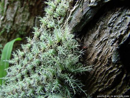 Cea mai periculoasa omida de pe planeta - lonomia obliqua - 17 fotografii - poze - fotografie lumea naturii