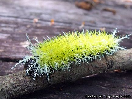 Cea mai periculoasa omida de pe planeta - lonomia obliqua - 17 fotografii - poze - fotografie lumea naturii