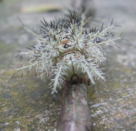 Cea mai periculoasa omida de pe planeta - lonomia obliqua - 17 fotografii - poze - fotografie lumea naturii