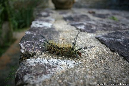 Cea mai periculoasa omida de pe planeta - lonomia obliqua - 17 fotografii - poze - fotografie lumea naturii