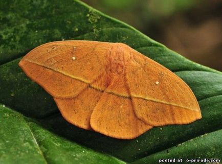 Cea mai periculoasa omida de pe planeta - lonomia obliqua - 17 fotografii - poze - fotografie lumea naturii