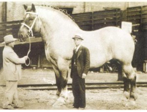 Cei mai mari cai din istorie