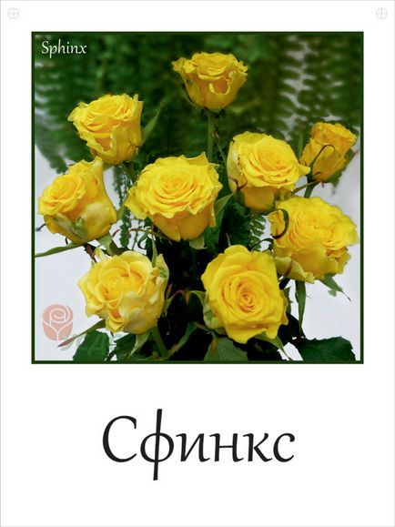 Răsaduri de trandafiri, vânzare de trandafiri, vânzare de trandafiri cu ridicata, cumpăra lalele, bulbi de flori, vânzarea de material săditor