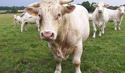 Здача породистих корів в оренду як ідея бізнесу