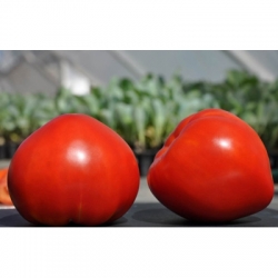 Seminte de tomate, Kitano, Japonia