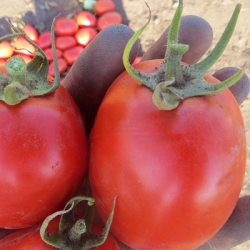 Seminte de tomate, Kitano, Japonia