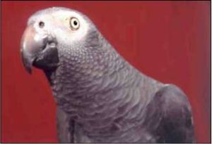 Сірий папуга або жако, наука і життя