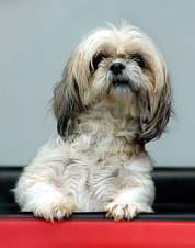 Shih Tzu Shih tzu (Sheed-zoo)