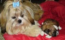 Shih Tzu Shih tzu (Sheed-zoo)