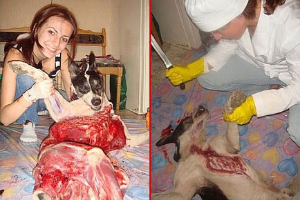A sokk a hét fotózásra hallgatók egy megcsonkított kutya ukraїnska igaz _zhittya