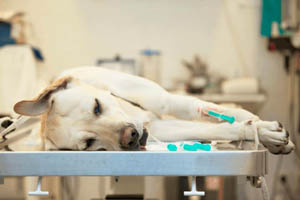 Shock Kutyák - Tünetek, sokk kezelésére kutyáknál Moszkvában