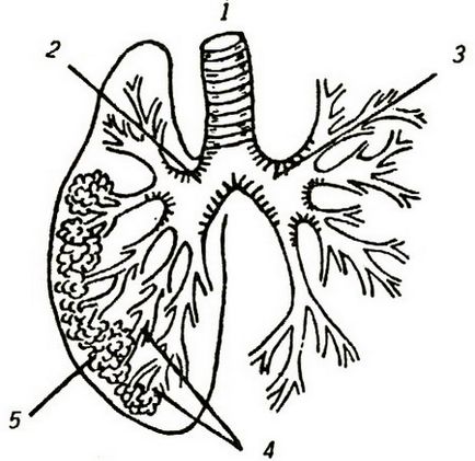 Система органів дихання