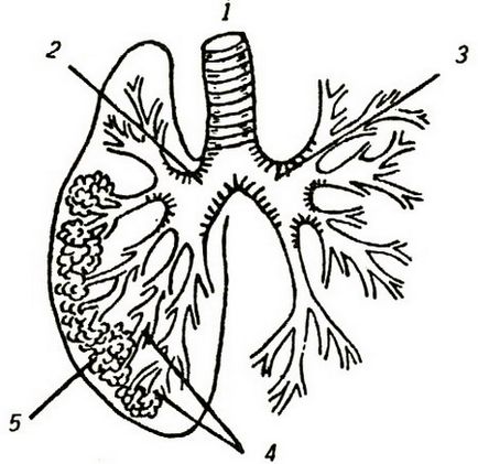 Sistemul respirator