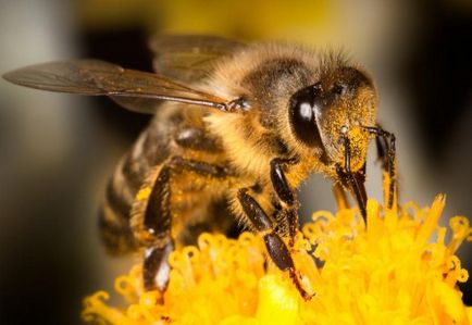 Скільки років живе бджола медоносна, робоча, матка