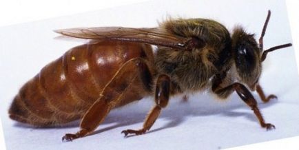 Скільки років живе бджола медоносна, робоча, матка