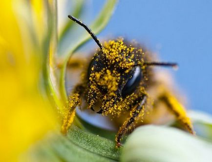 Câți ani de viață de albine, de lucru, uterul trăiește