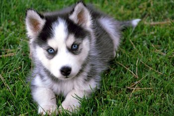 Mennyibe kerül egy husky kiskutya Oroszországban