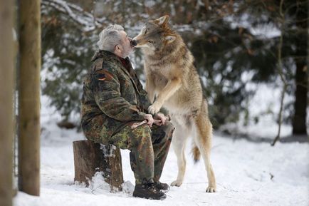 Скільки коштує вовк