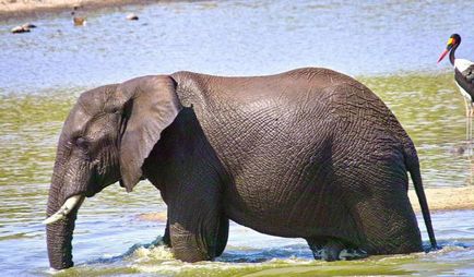 Cât costă un elefant african și fapte