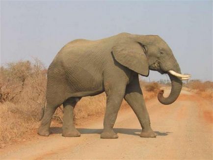 Скільки важить африканський слон порівняння і факти