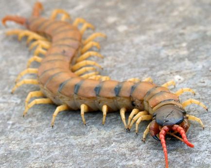 Scolopendra, descrierea, fotografiile și condițiile de întreținere la domiciliu