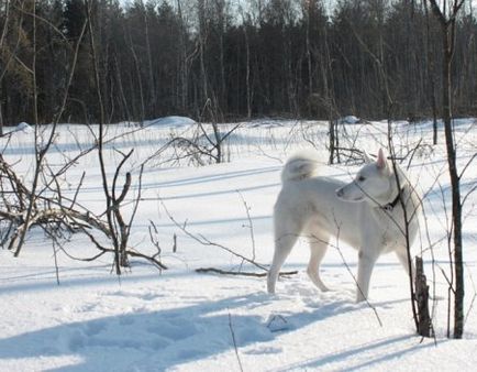 Сліди кішки на снігу