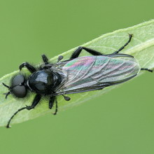 Сливова толстоножка (eurytoma schreineri) - опис, заходи боротьби, фото