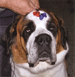 Hallókészülékek kutyáknak