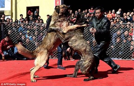 Câinii se luptă cu animalele din China luptă până când unul dintre ei moare (foto)
