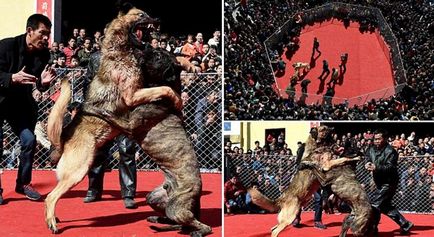 Câinii se luptă cu animalele din China luptă până când unul dintre ei moare (foto)