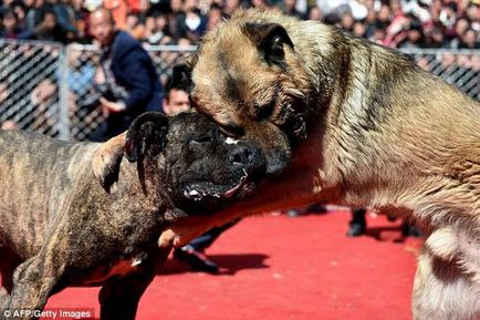 Câinii se luptă cu animalele din China luptă până când unul dintre ei moare (foto)