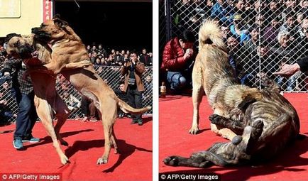 Câinii se luptă cu animalele din China luptă până când unul dintre ei moare (foto)