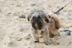 Câine Lhasa Apso descrierea rasei, prețului și fotografiei