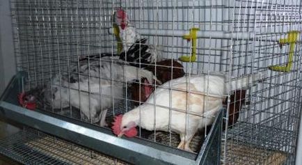 Conținutul găinilor în cuști