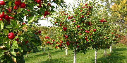 Dreaming tineri copaci la ceea ce visează de copaci tineri într-un vis