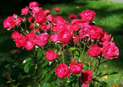 Soiuri de clasificare a trandafirilor și revizuirea celor mai bune soiuri