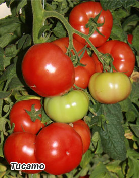 Soiuri de rosii, crestere si seminte, rosii roz, tomate cultivate in sere