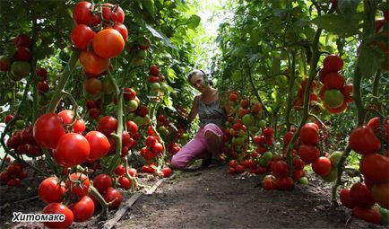 Soiuri de rosii, crestere si seminte, rosii roz, tomate cultivate in sere