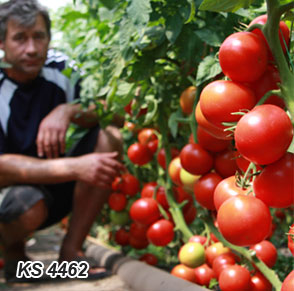 Сорти томатів, вирощування і насіння, рожеві томати, вирощування помідорів в теплицях