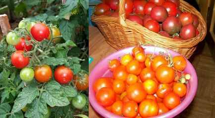 A különböző koktélparadicsom, hogy a bankot Pinocchio - Vélemények - tomatomaniya