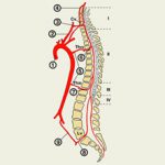 Spitale ale cauzei, simptome, diagnostic și tratament