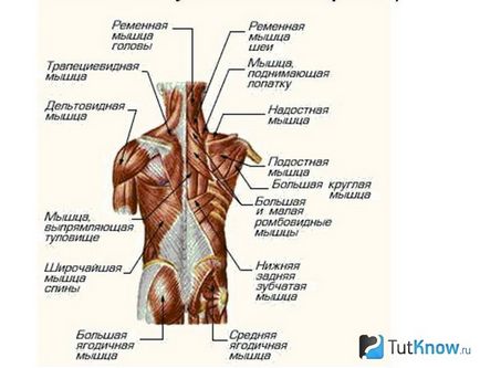 Metode de creștere a masei musculare a spatelui