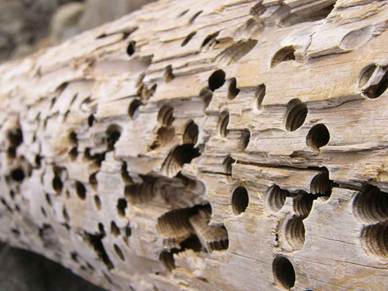 Способи захисту зрубу дерев'яного будинку від комах