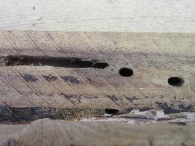 Способи захисту зрубу дерев'яного будинку від комах