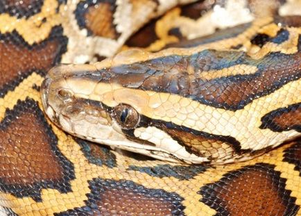 Cikkek egzotikus bőr (python bőr textúra) Cikkek egzotikus bőr