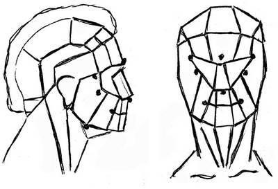 Structura capului și a feței
